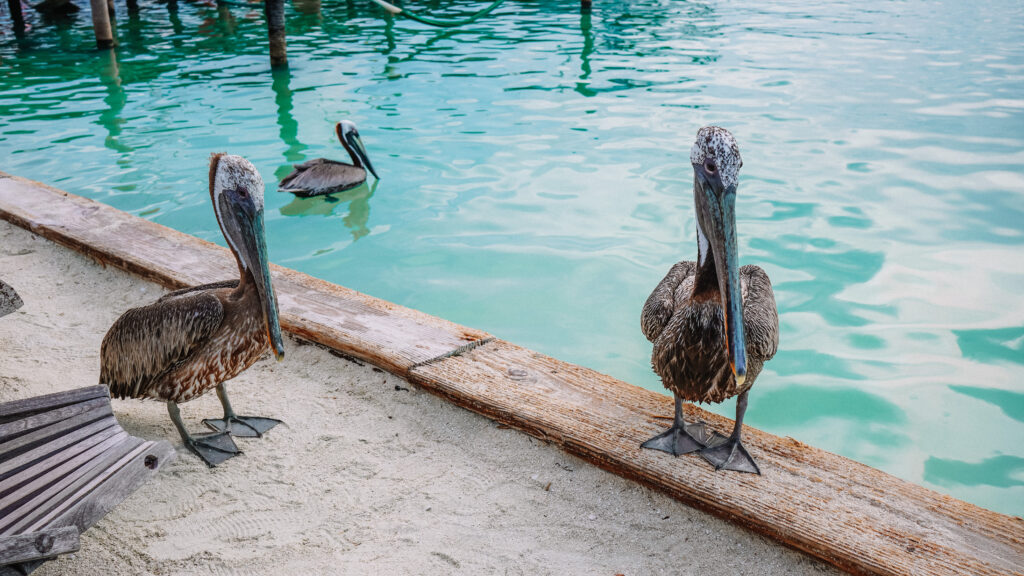 3-pelicans-in-water-at-iguana-reef-inn-caye-caulker-belize