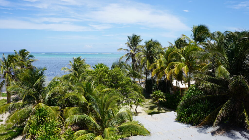 palm-trees-clustered-in-front-of-turquoise-belize-sea