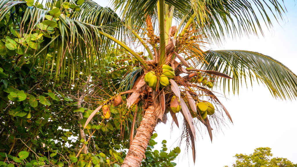 tropical-palm-tree-at-caye-caulker-resort