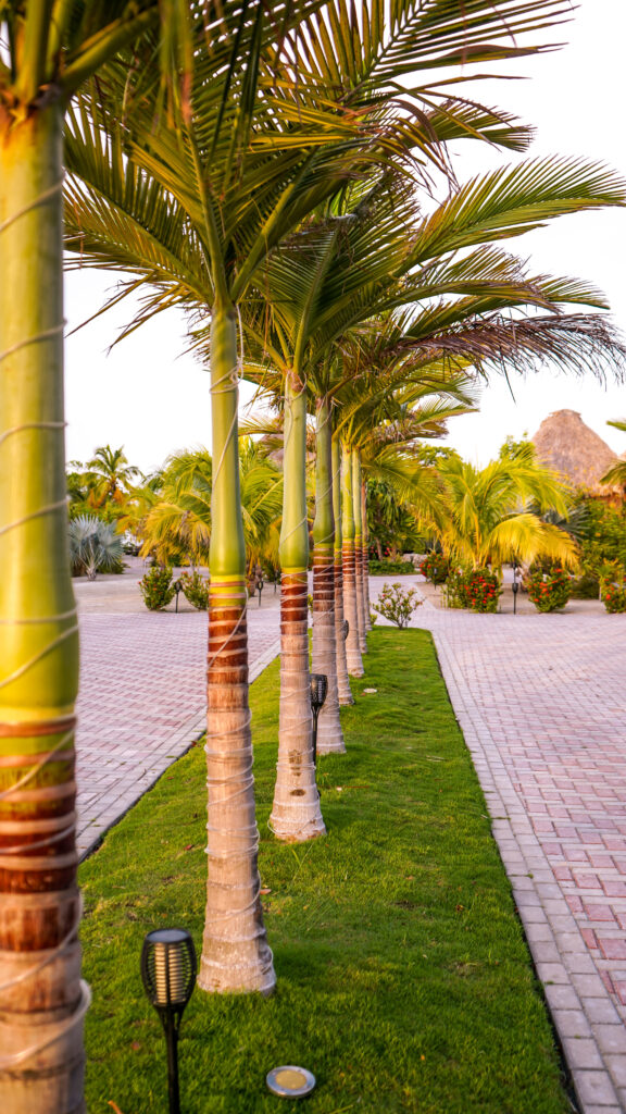 palm-trees-lining-el-ben-cabanas-entry