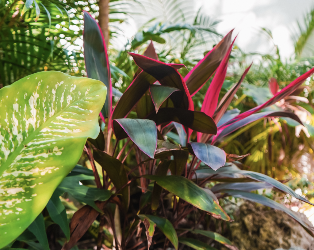 vibrant-green-and-pink-tropical-foliage