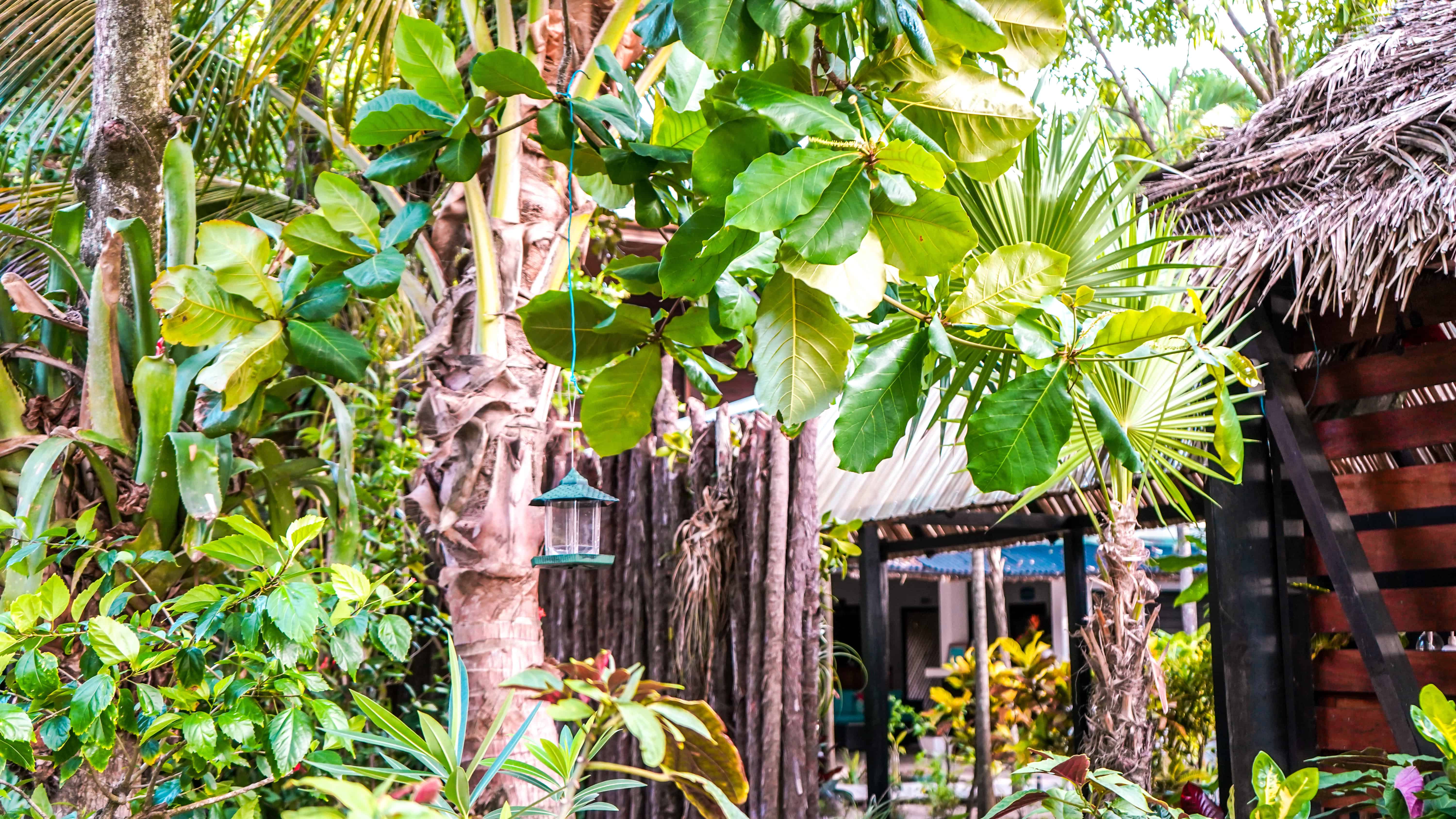 tropical-foliage-and-hummingbird-feeder-at-azure-del-mar