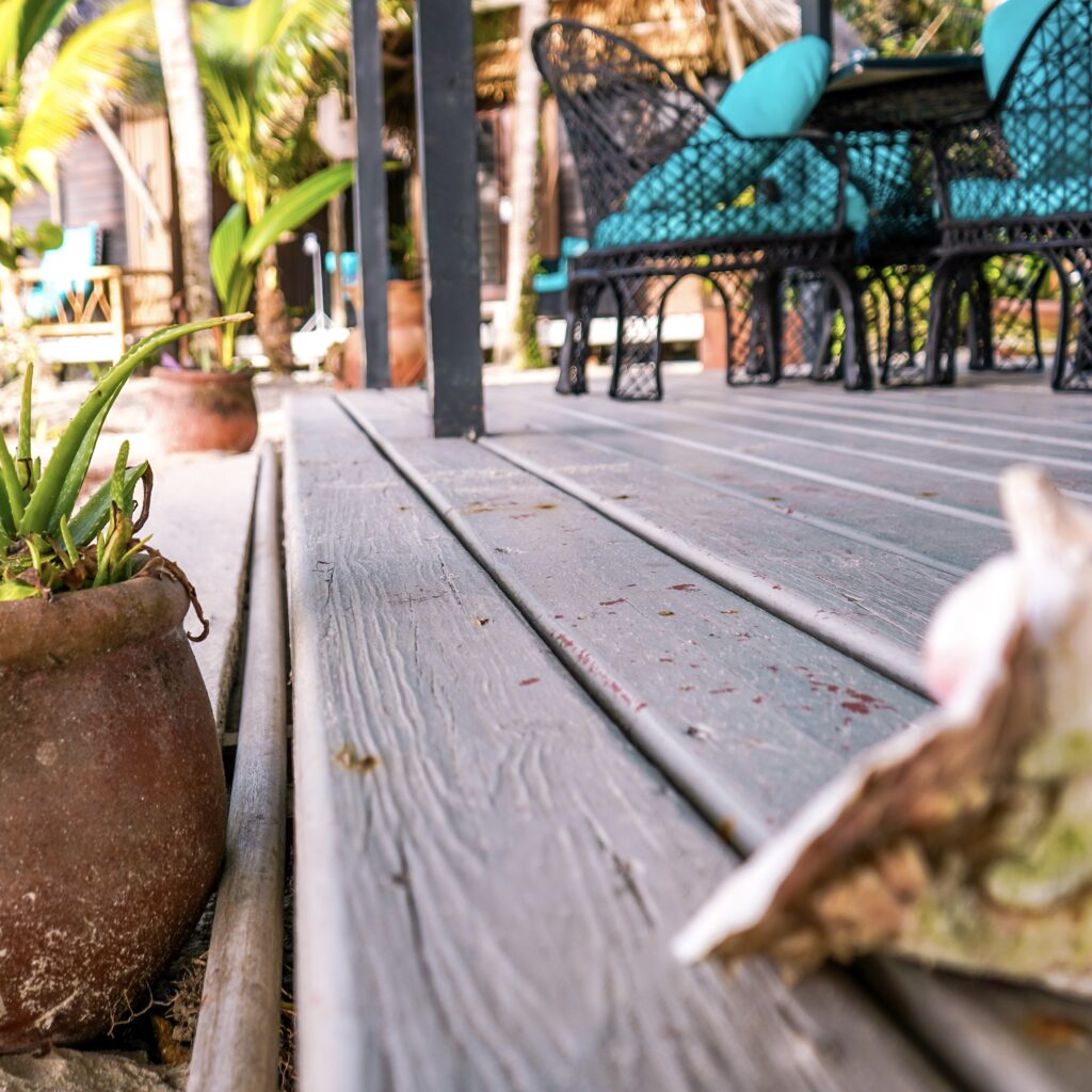 conch-shell-and-foliage-at-bonefish-grill-azure-del-mar