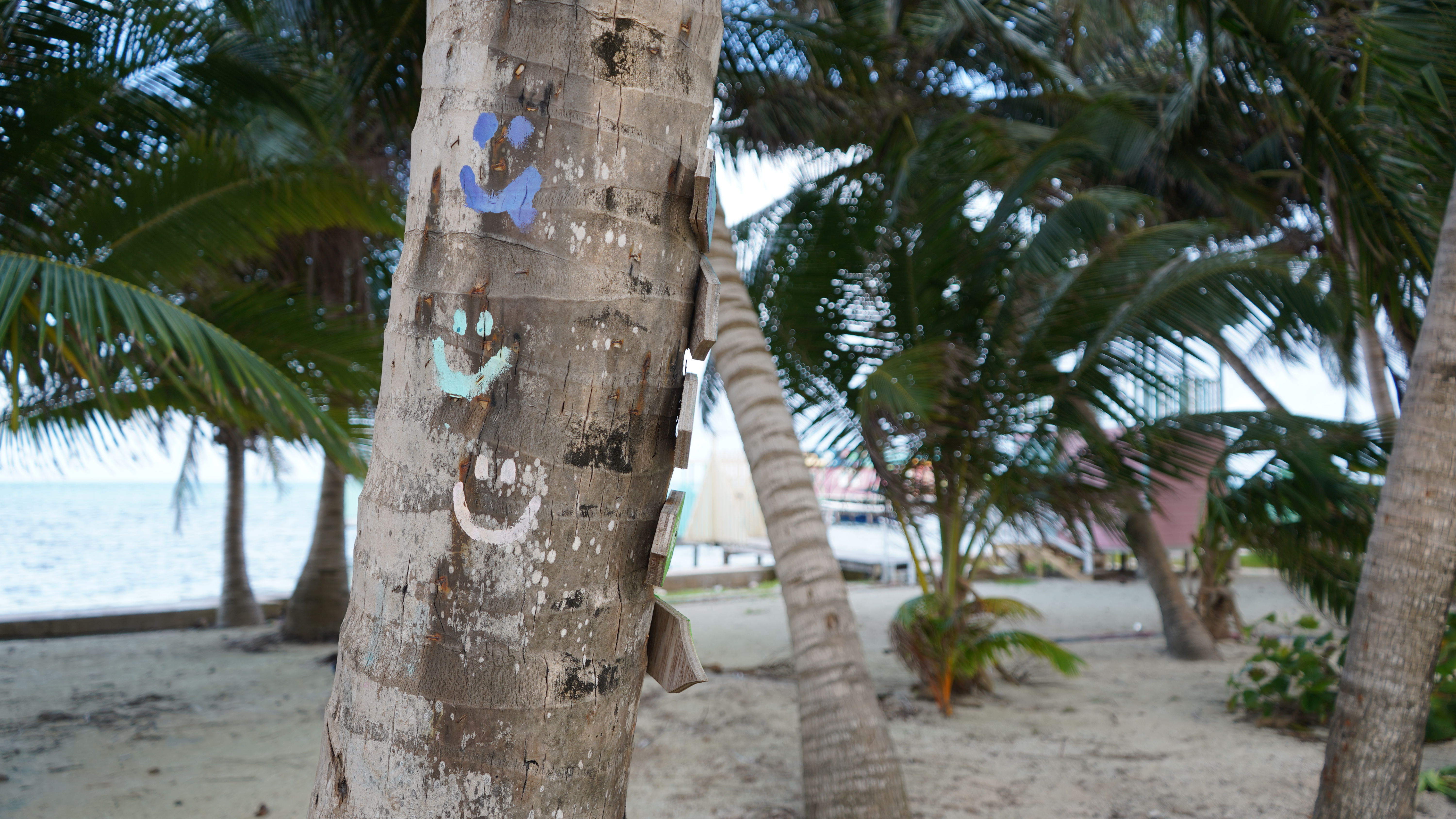 Colorful Caye Caulker Belize : A Mini Travel Guide