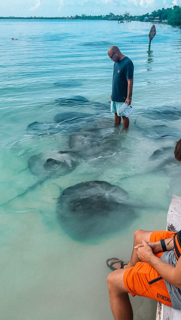 sunset-stinray-feeding-at-iguana-reef-inn-belize