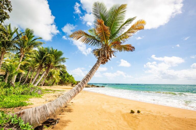 A tall palm tree bent over a yellow sand beach with turquoise waves splashing on the sand, and two coconut shells.