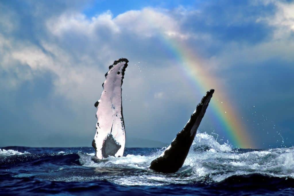 A humpback whale breeching with a rainbow behind it in dark water.