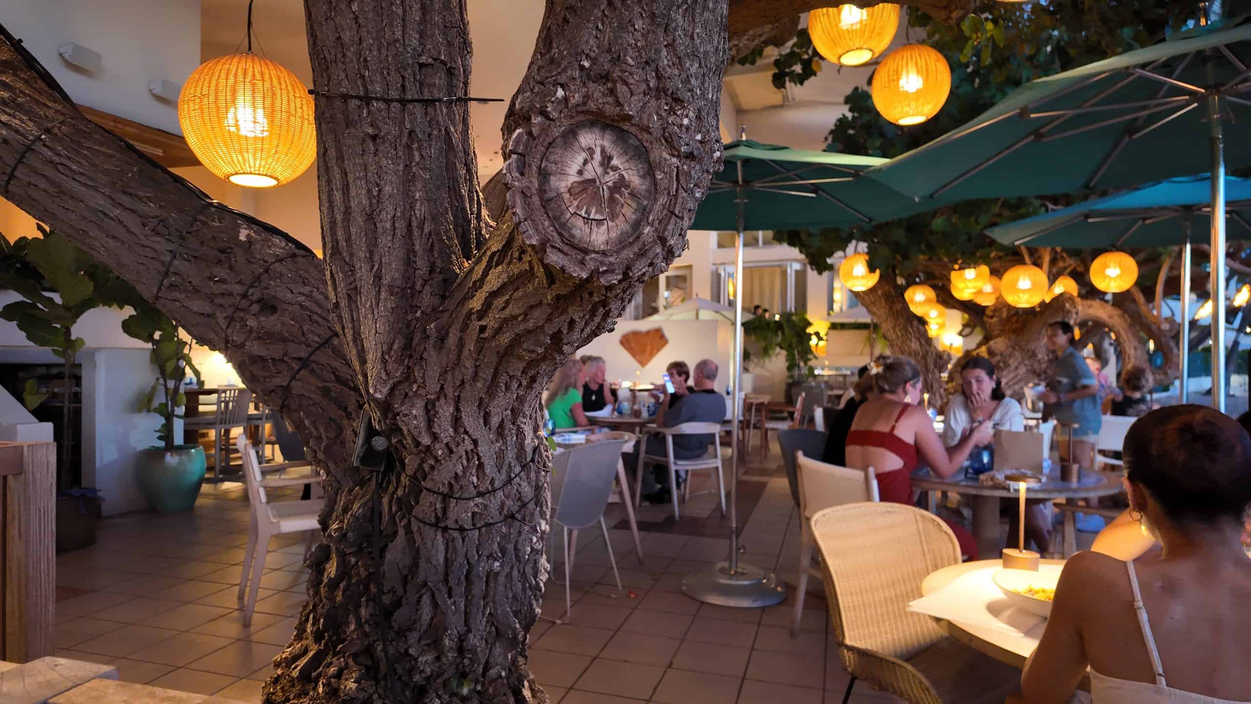 An outdoor restaurant with a tropical Hau tree in the center of it.