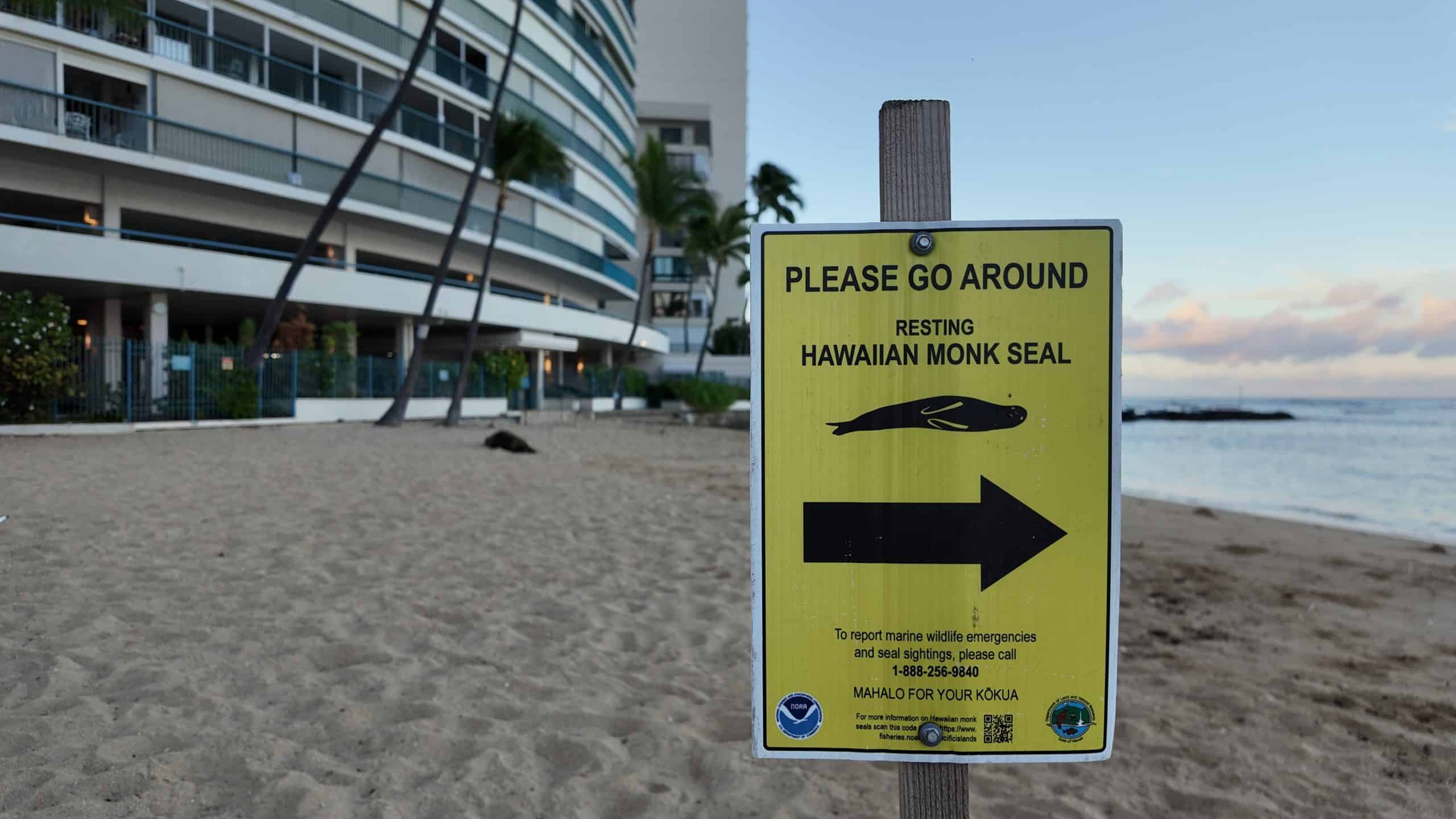 A NOAA resting monk seal on Kaimana Beach in Oahu