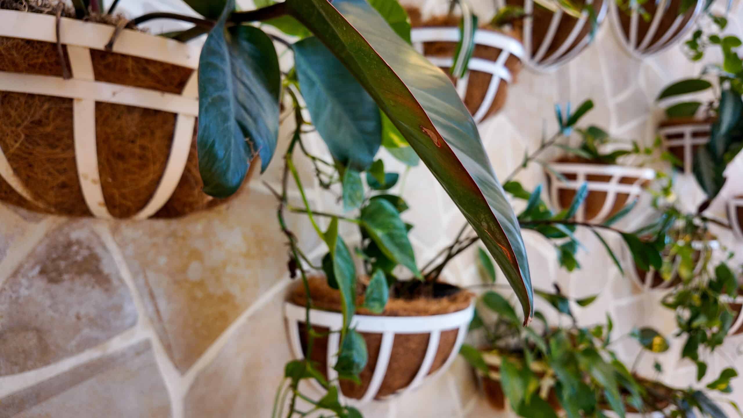 A wall of plants with white containers and greenery on natural colored tile